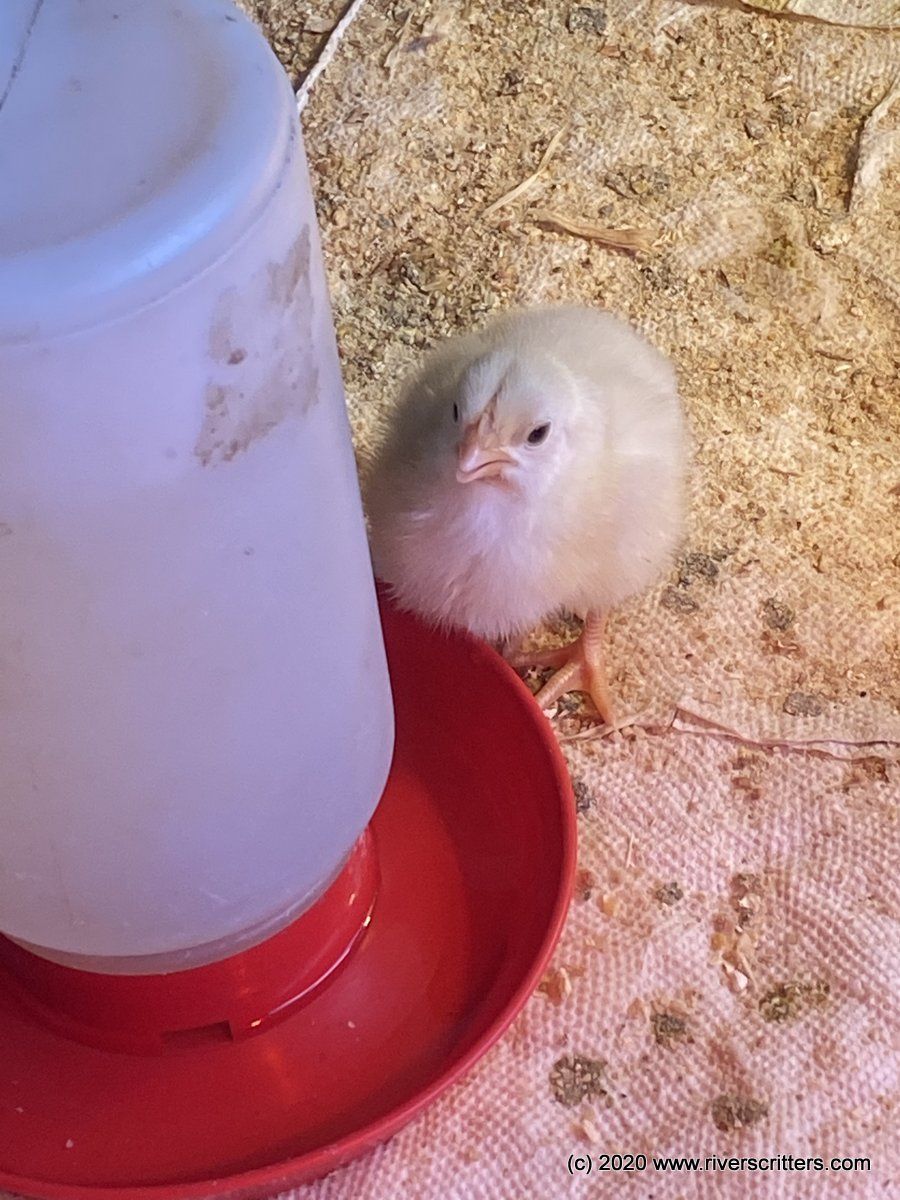 Day old chick drinking after eating 20% starter feed