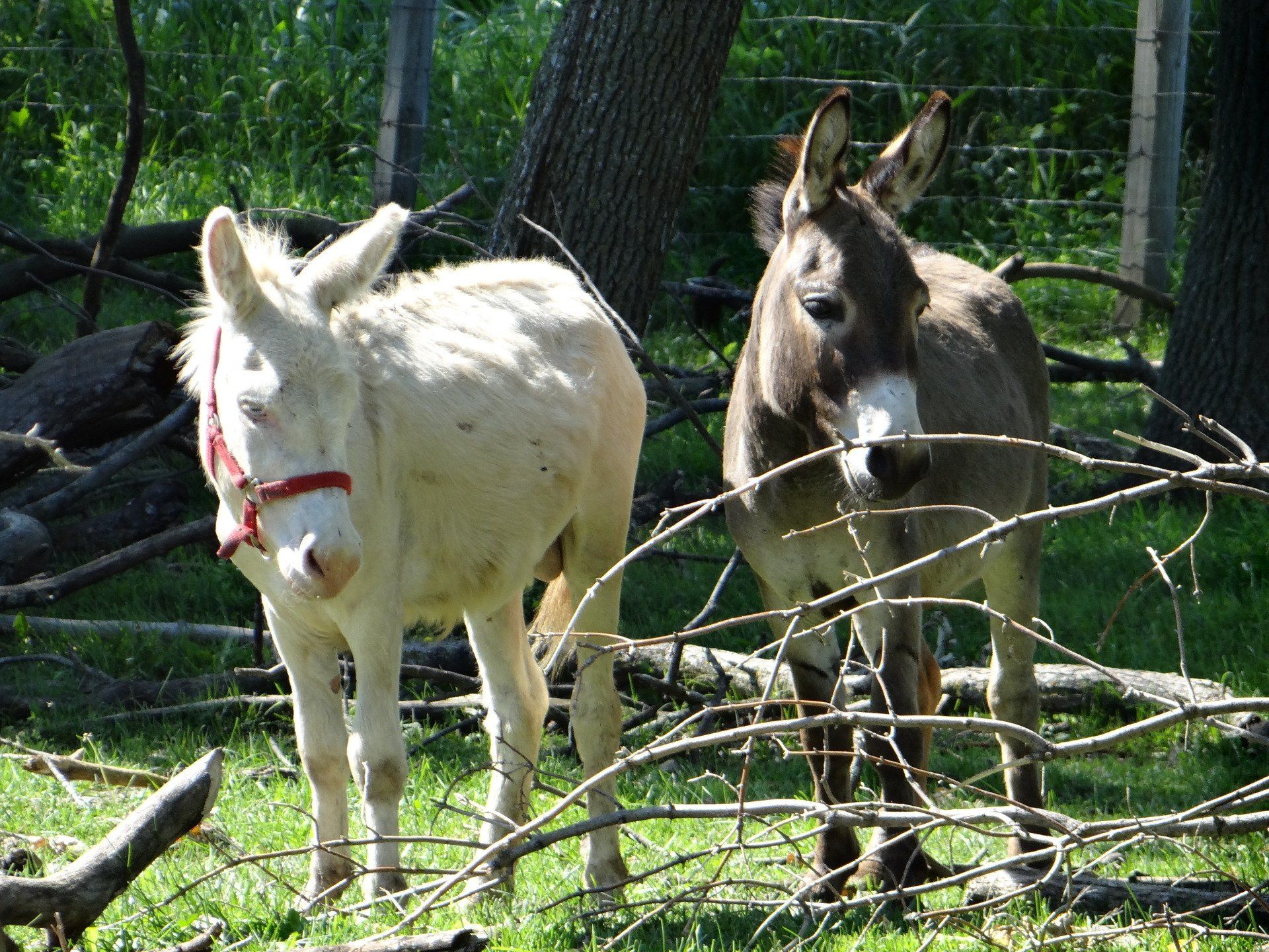 two donkeys standing next to each other in a field