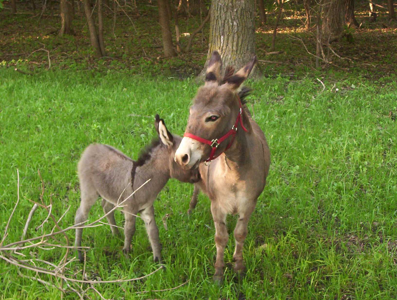 Mediterranean Miniature Donkey and foal born on Rivers Critters Ranch