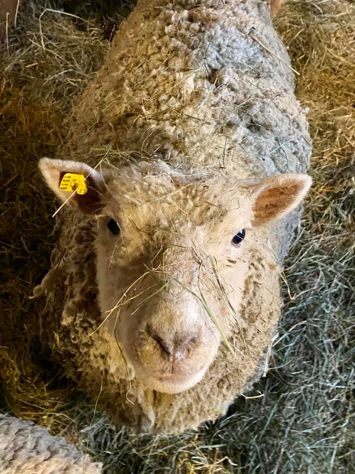 Olde English Babydoll sheep born on Rivers Critters Ranch