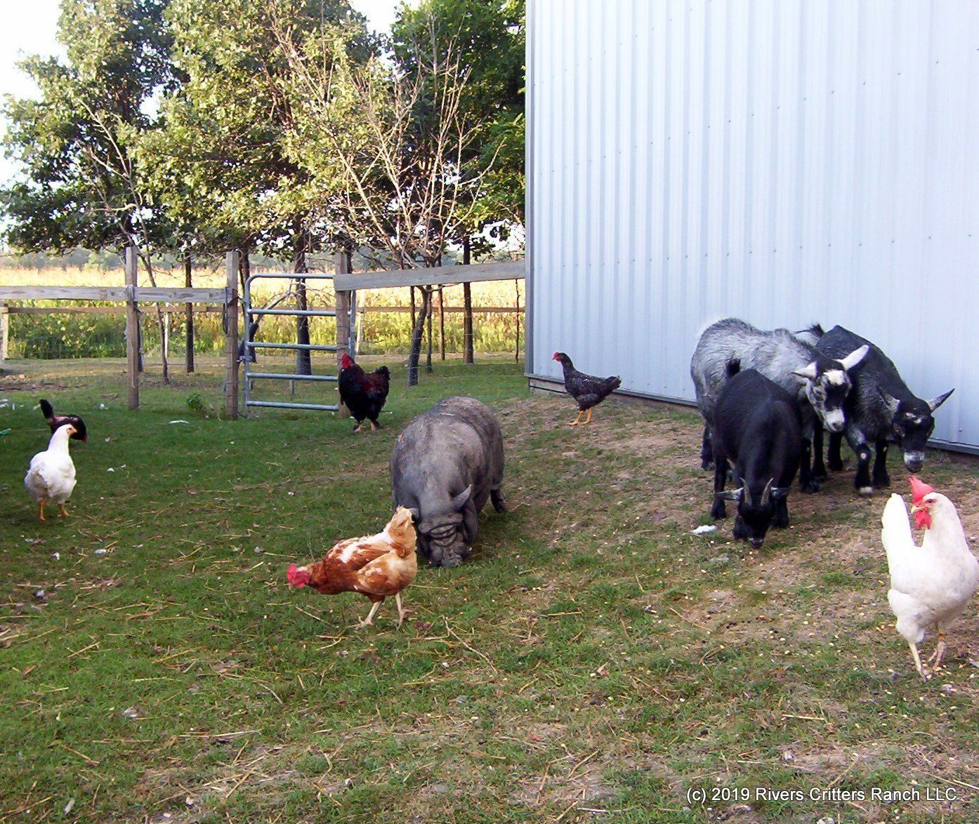 Chickens Goats Pigs Organic Farm