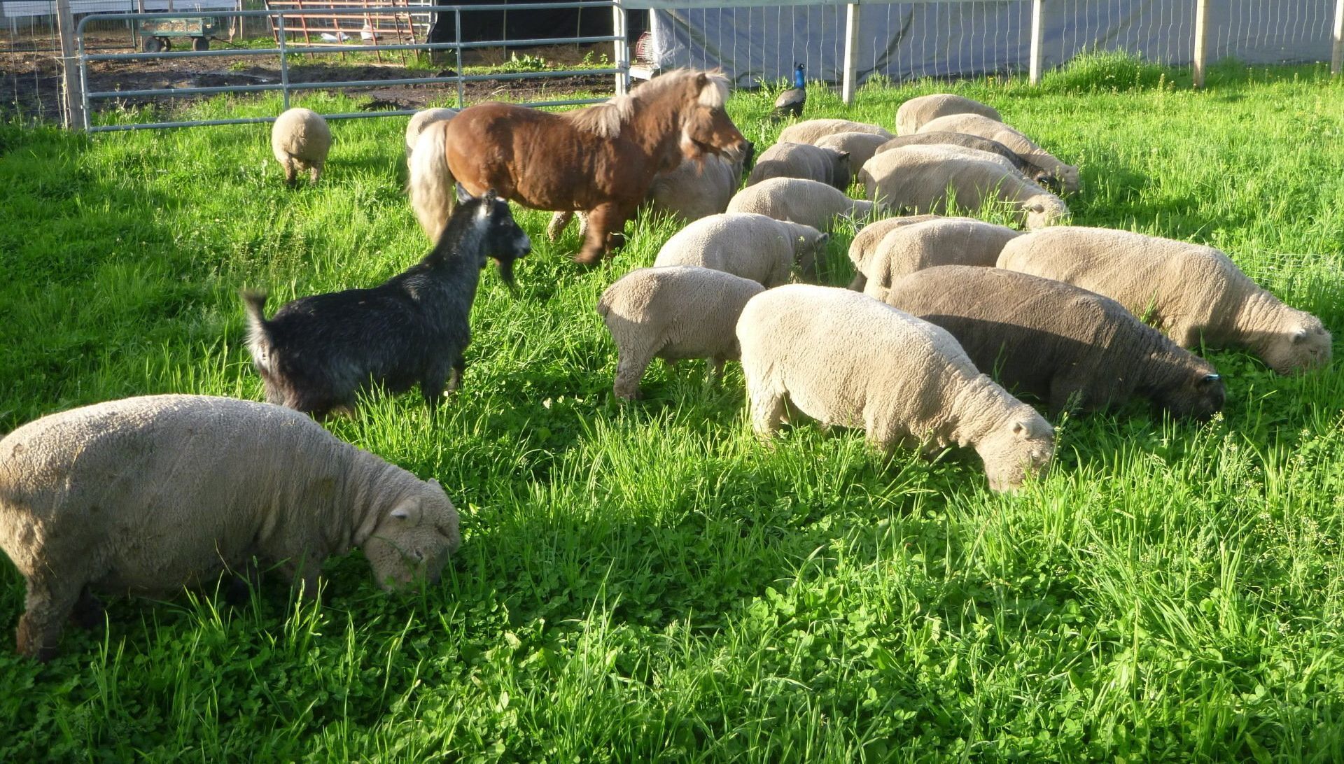 Livestock Feed