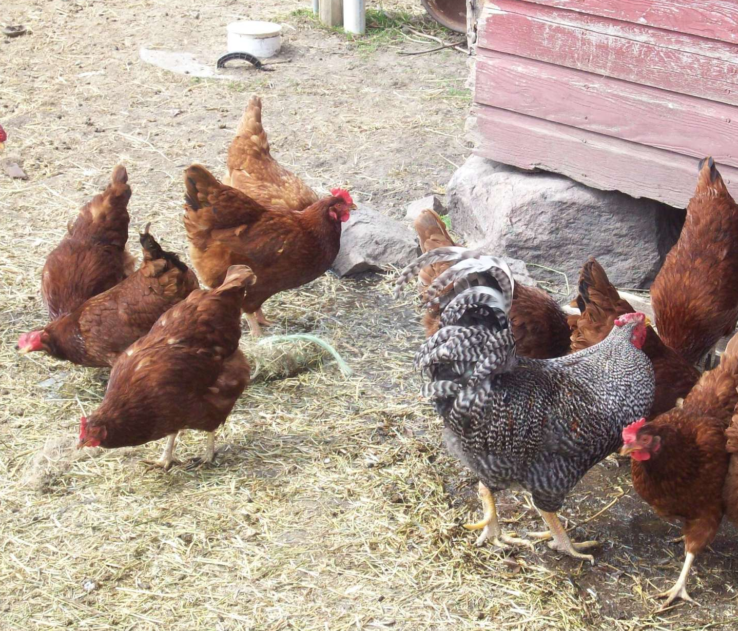 A group of chickens are standing in the grass near a chicken coop waiting to be fed organic layer feed.