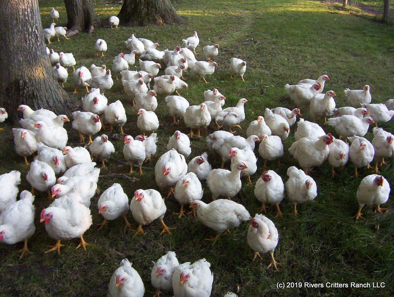 Download Laying Chicken Feed Chart Organic Feed Consumption