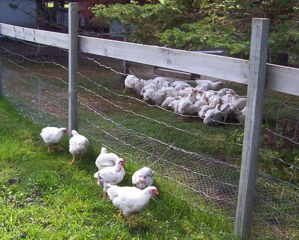 Cornish Cross Chickens enjoying Grower Feed