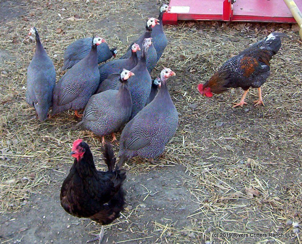 Guinee Hens
