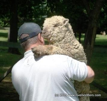Lost Sheep Returned Rivers Critters Ranch