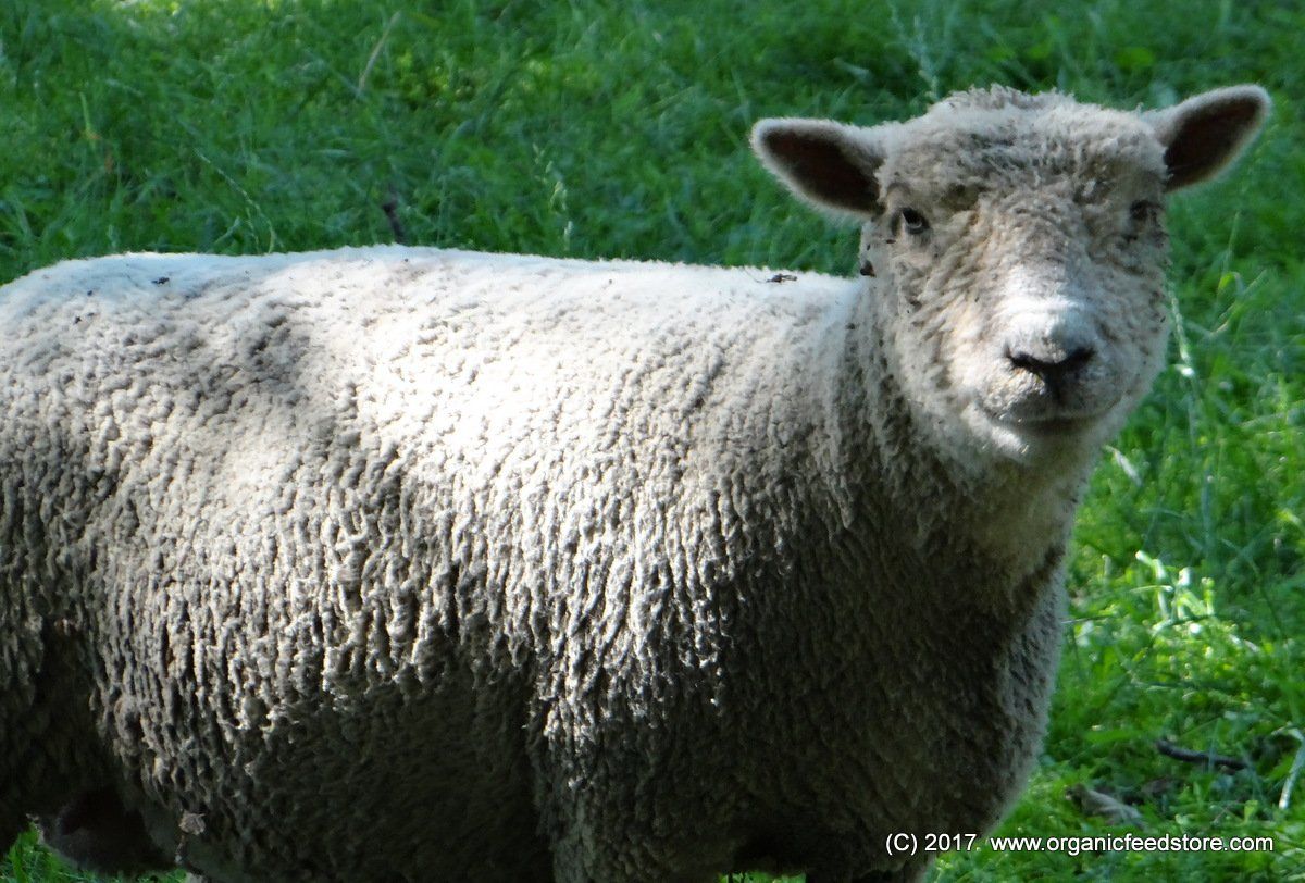 Olde English Baby Sheep