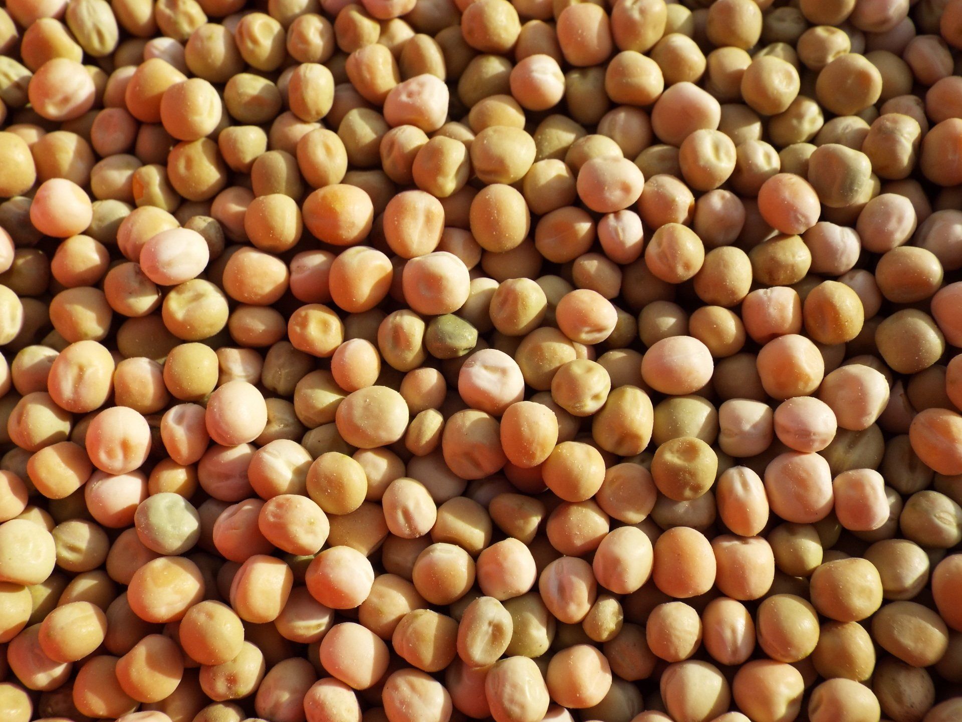 A close up of organic peas RCR Organic Feed Store