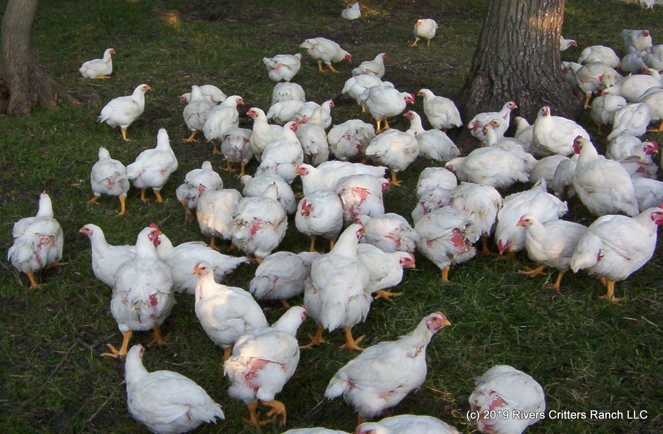 Grower & Broiler Feed