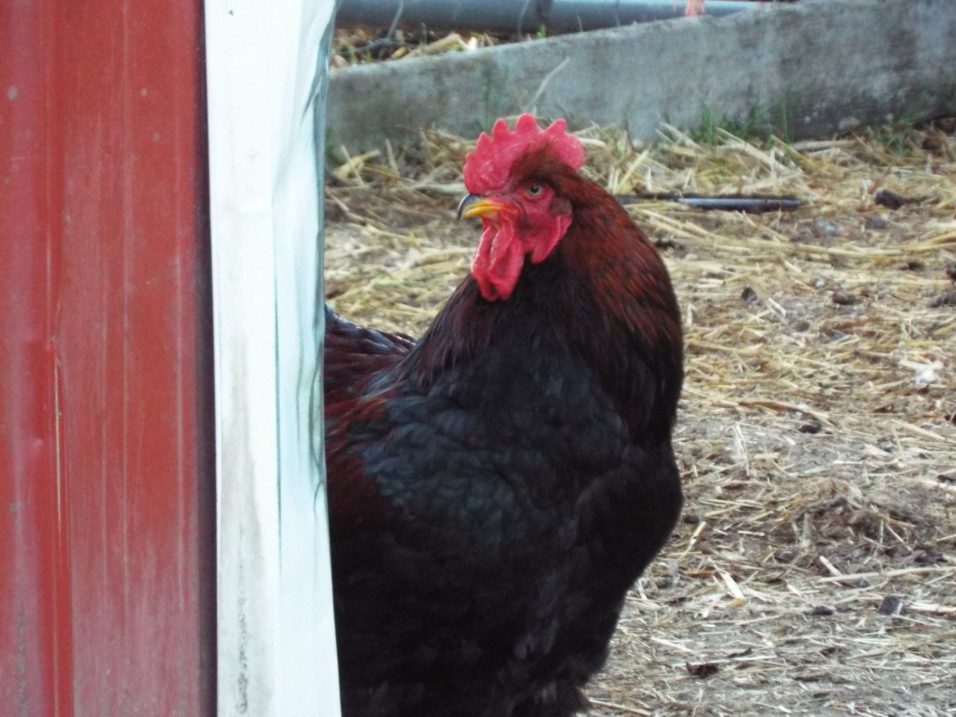 Free Range Rooster Rivers Critters Ranch