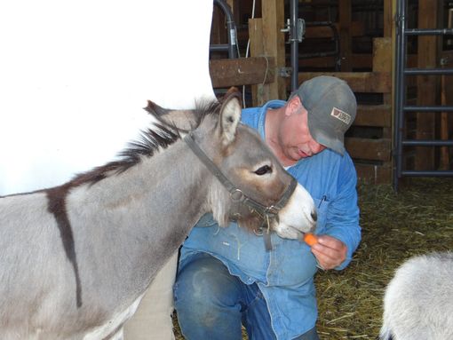 Thomas feeds a donkey a carrot in the barn