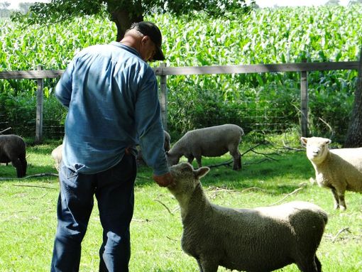 Thomas feeding Olde English Babydoll sheep in the pasture