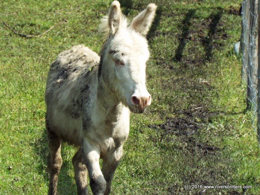 A donkey is standing in the grass and looking at the camera.