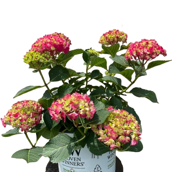 A potted plant with pink flowers and green leaves