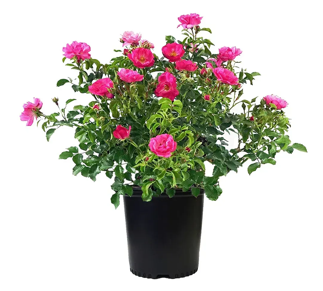 A potted plant with pink flowers and green leaves on a white background.