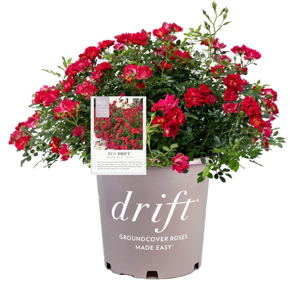 A potted plant that says drift on it