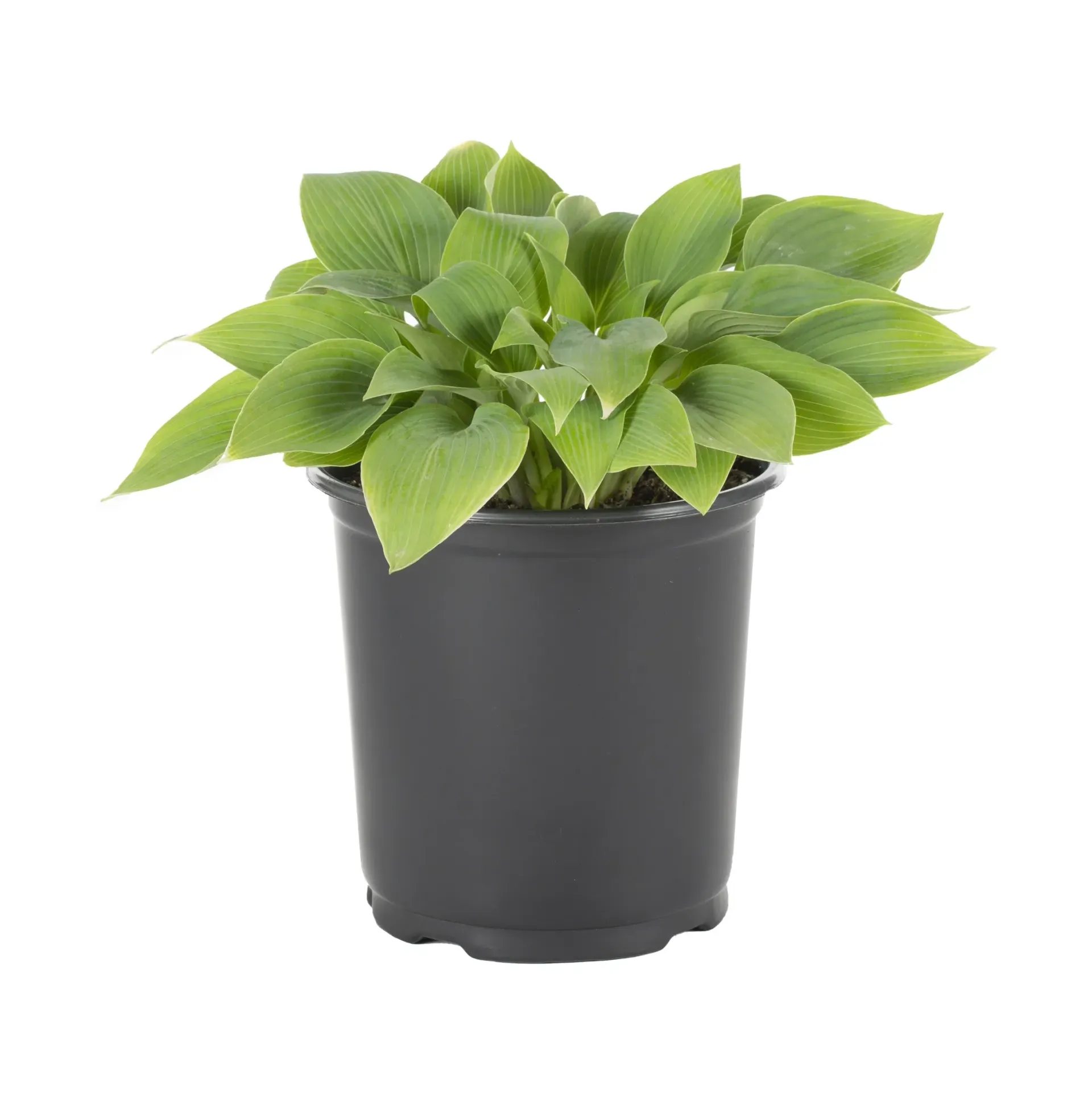 A small plant in a black pot on a white background.