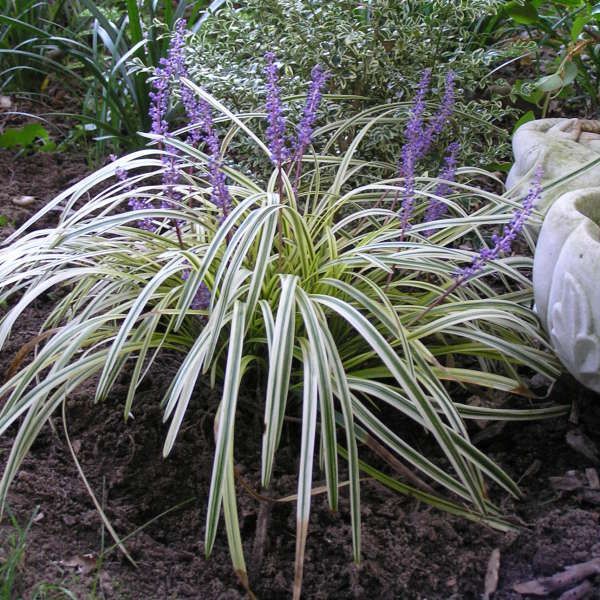 Variegated grass plant in a black pot against a white background.
