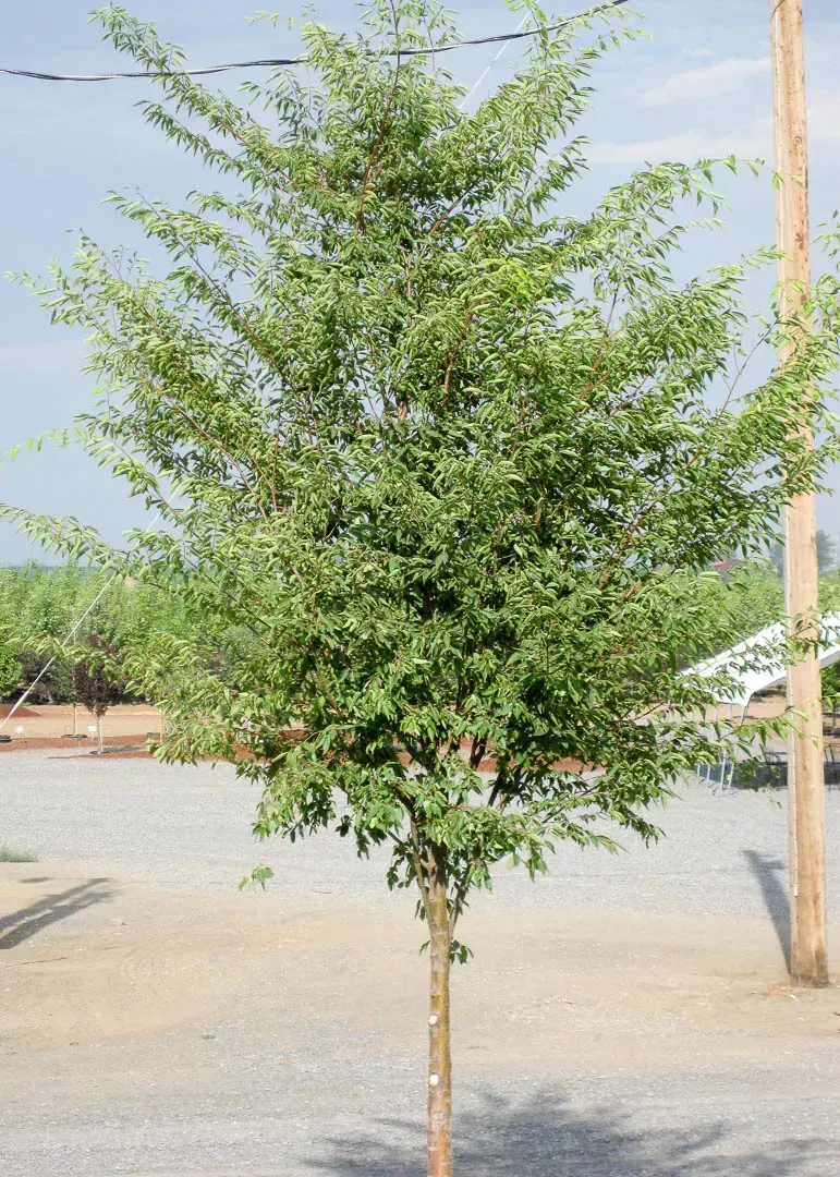 Zelkova serrata ‘Village Green’