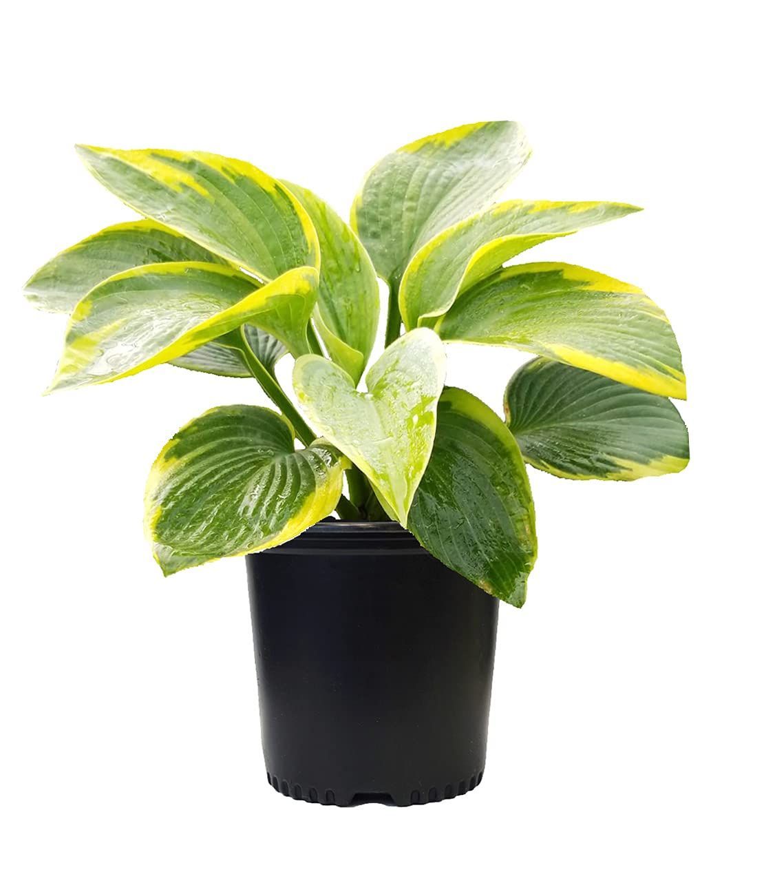 A plant with green and yellow leaves in a black pot