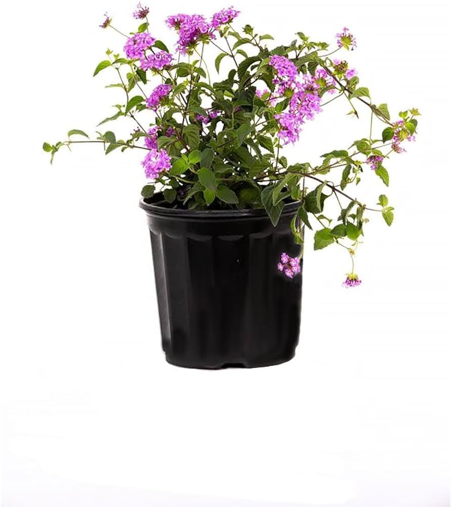 A potted plant with purple flowers and green leaves on a white background.