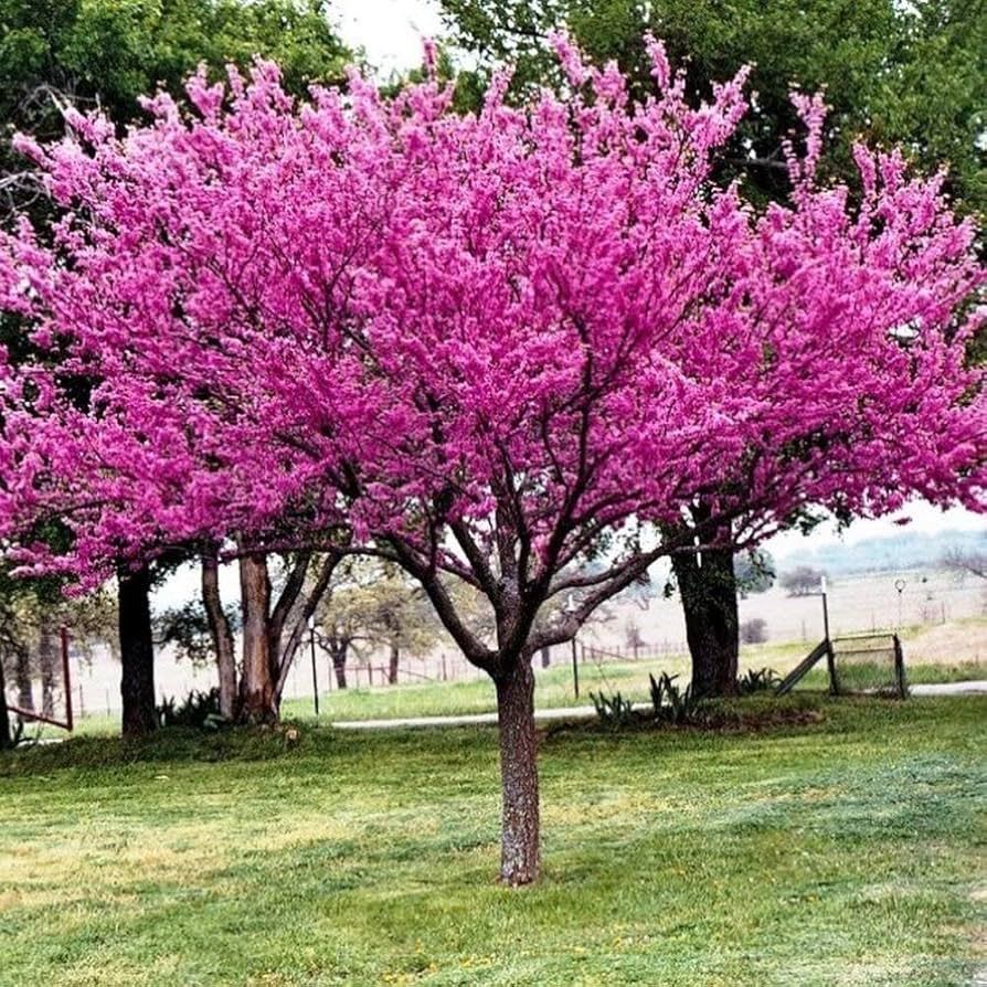 Cercis canadensis (Standard Eastern Redbud)