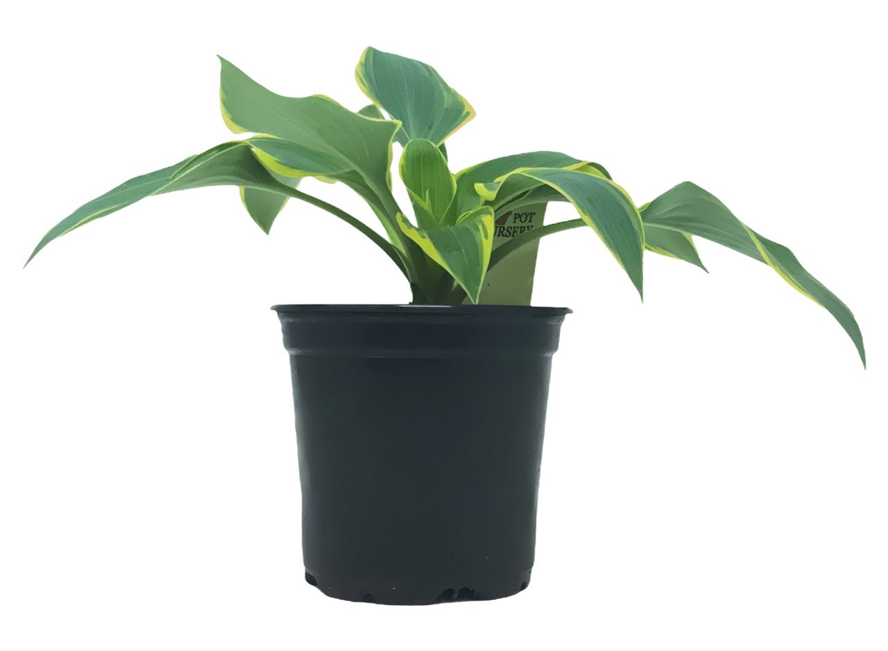 A small plant in a black pot on a white background