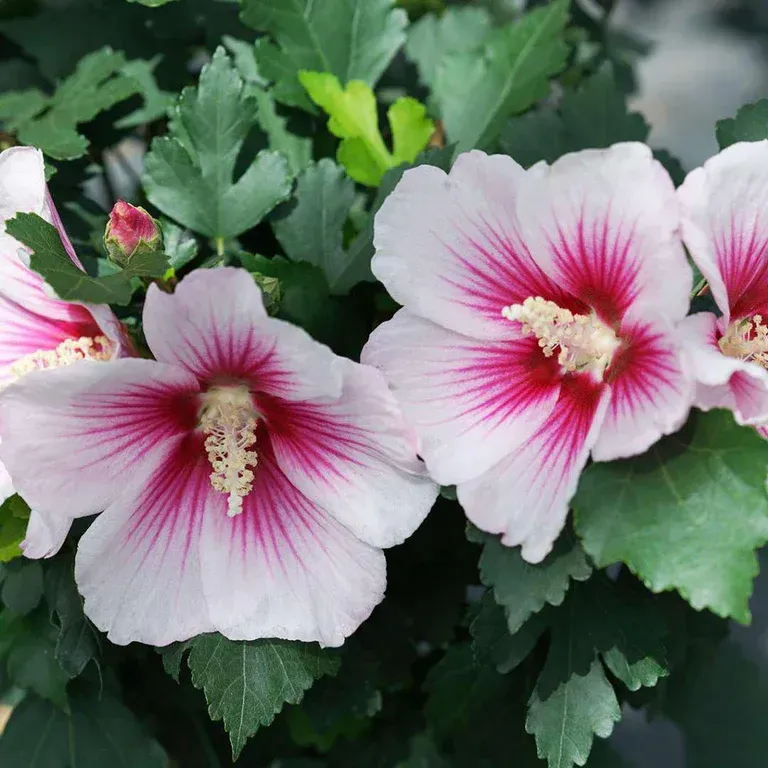 Pink and white hibiscus shrub in a white pot, Proven Winners brand.