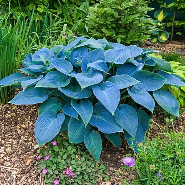 Green hosta plant in a black plastic pot.