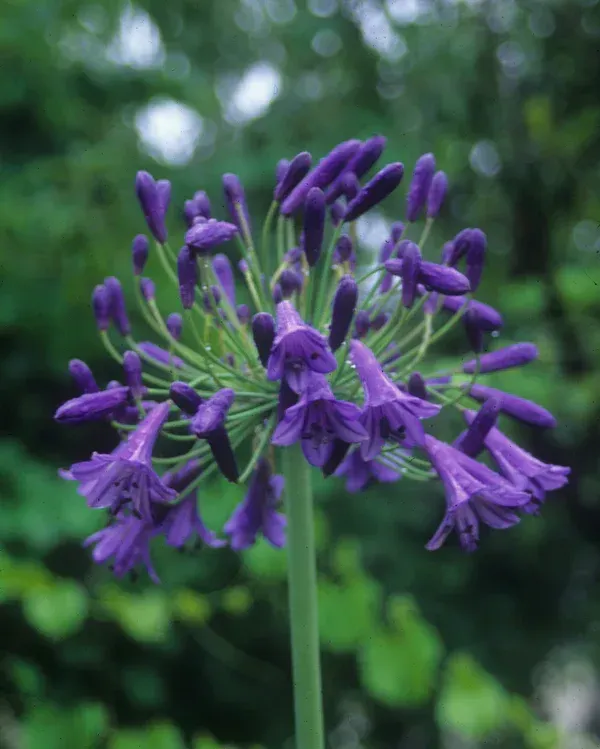 Agapanthus plant with blue flowers on tall stems in a black pot.