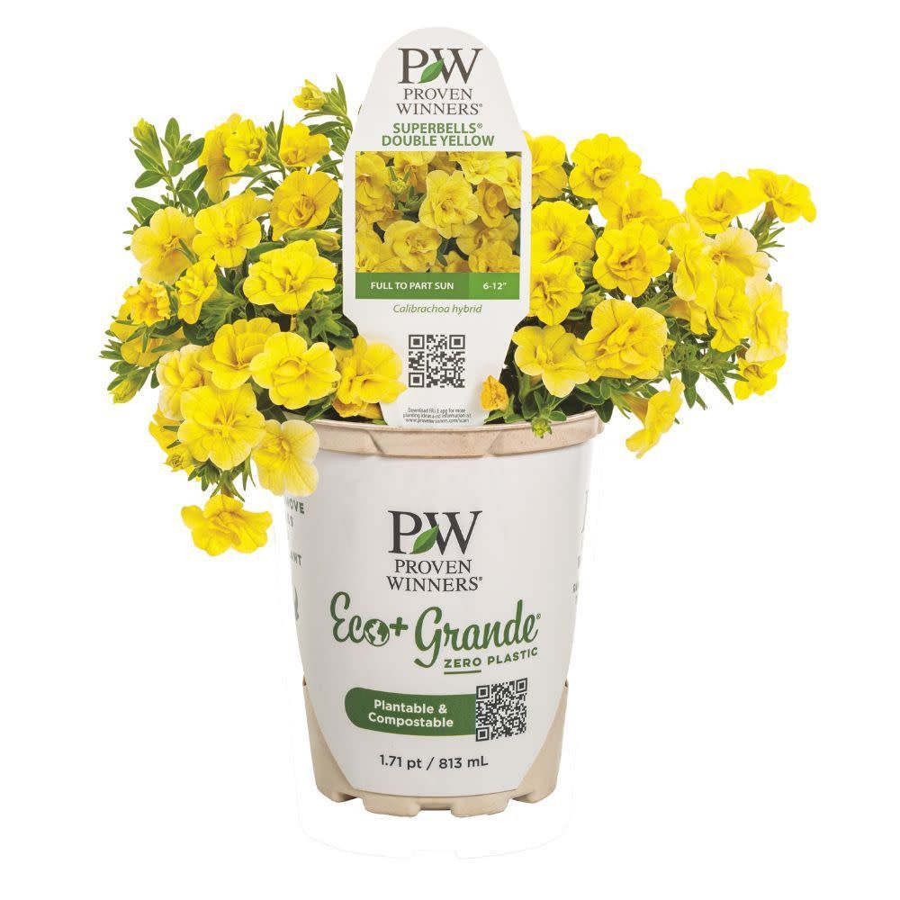 A potted plant with yellow flowers and a label that says pw