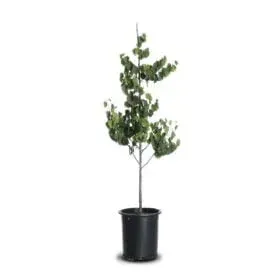 Cercis canadensis (Standard Eastern Redbud)