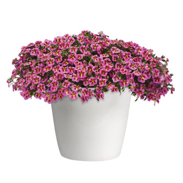 A white pot filled with pink flowers on a white background
