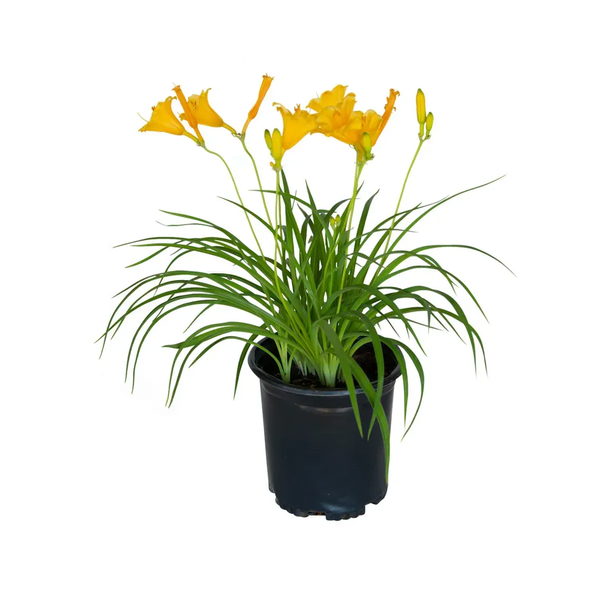 A potted plant with yellow flowers and green leaves on a white background.