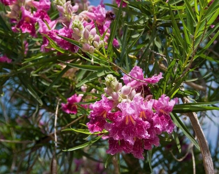 Chilopsis Linearis