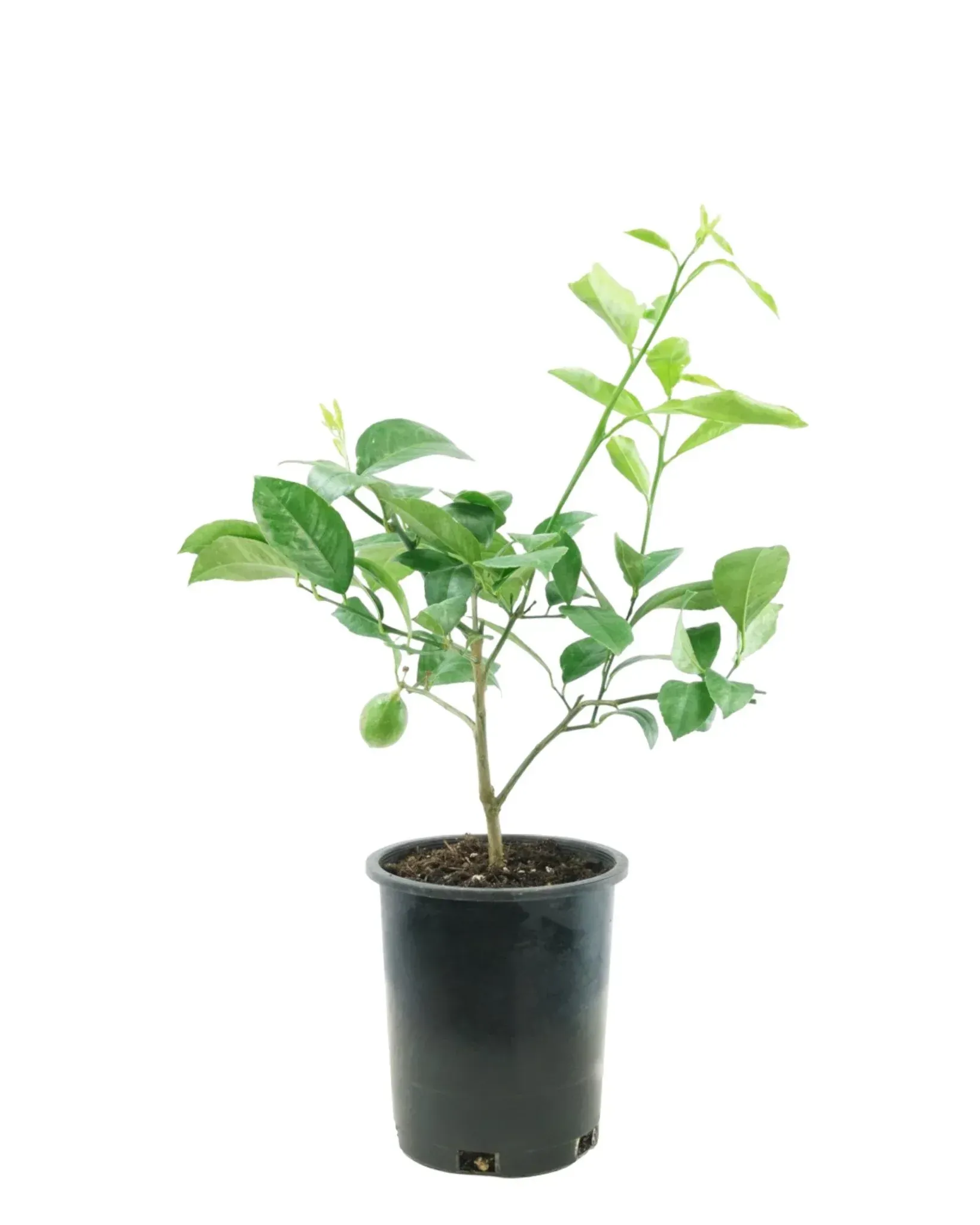 Lemon 'Meyer Improved' Bush