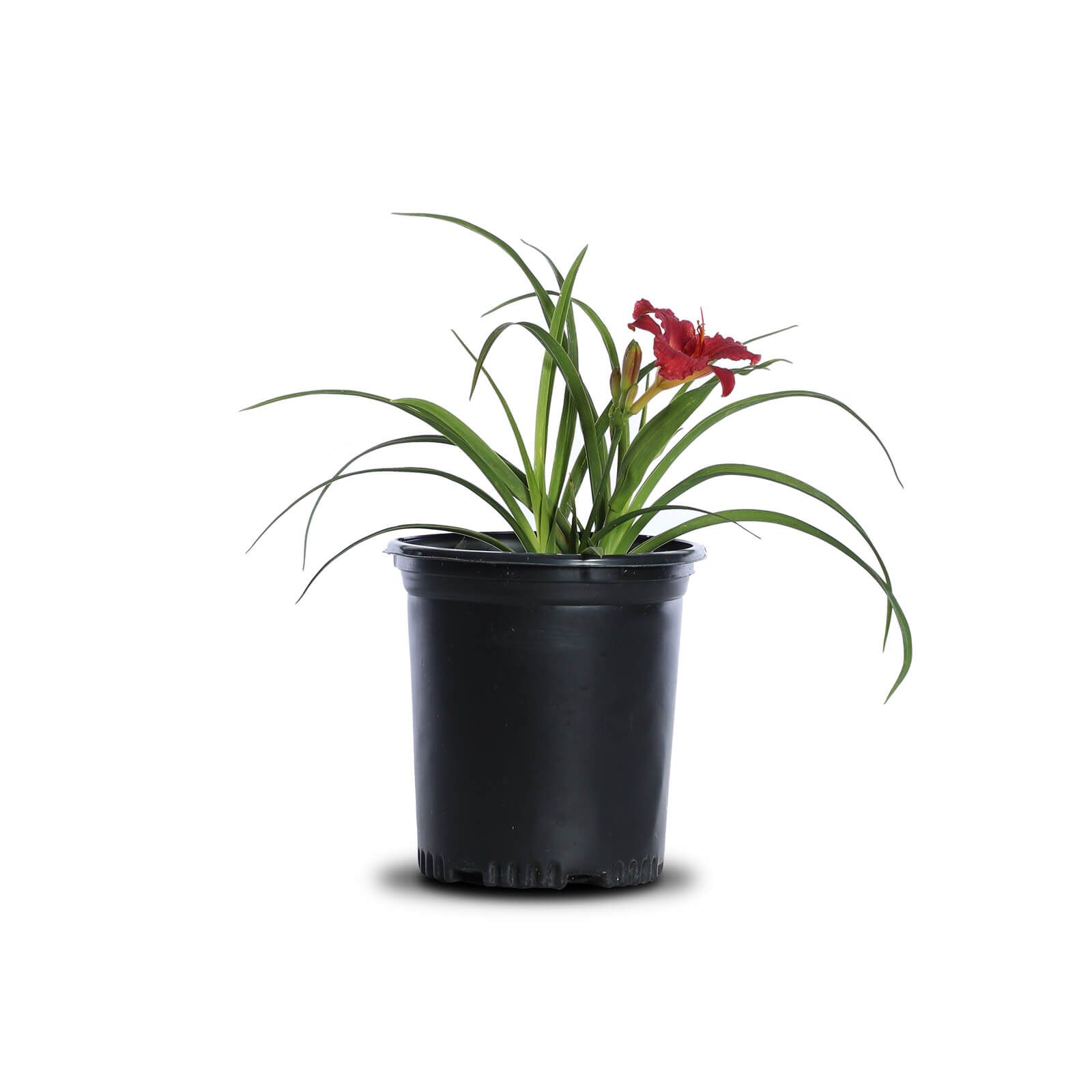 A small potted plant with red flowers and green leaves on a white background.