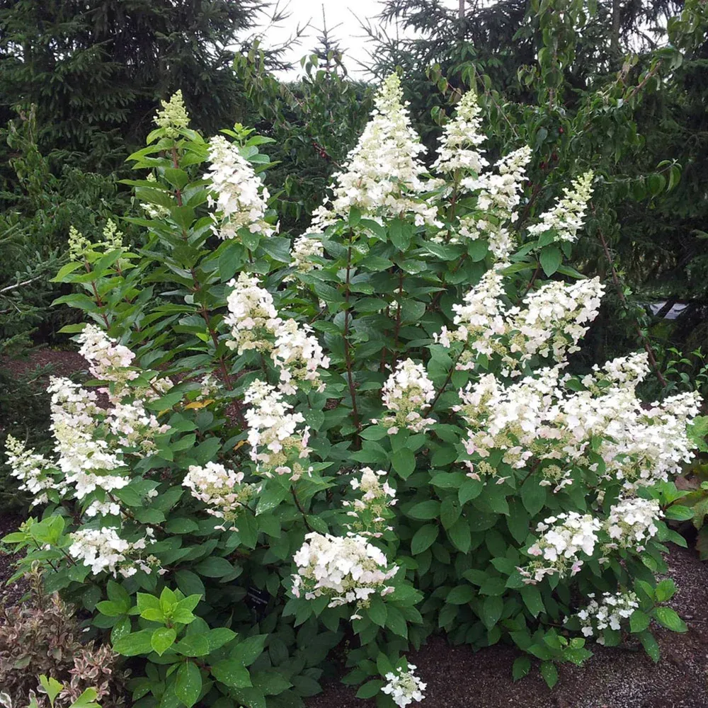 Green shrub in a white pot, branded