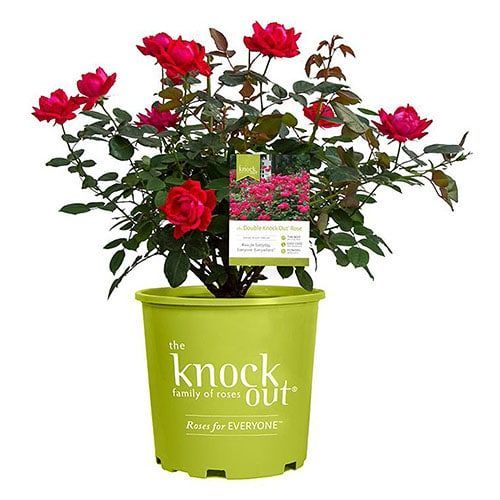 A green potted plant with red roses in it