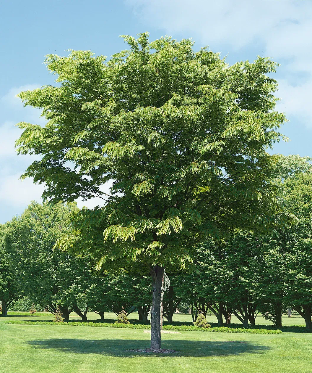 Zelkova serrata ‘Village Green’