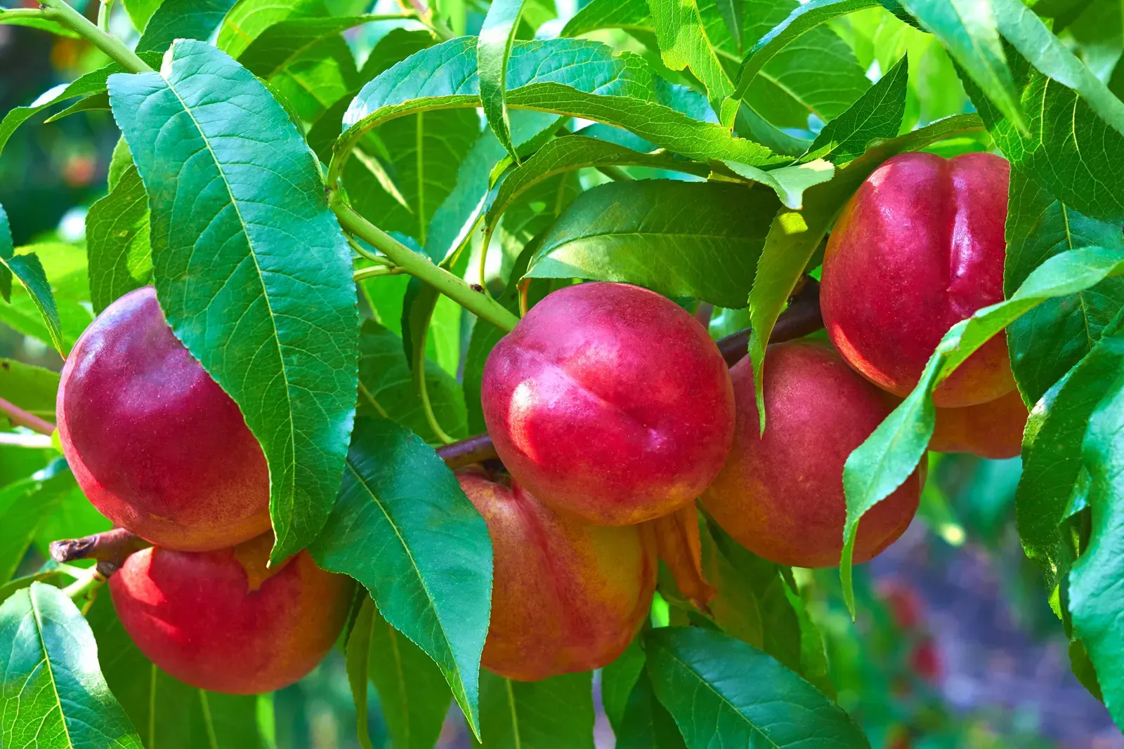 Nectarine Trees
