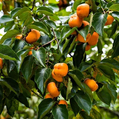 Persimmon Tree