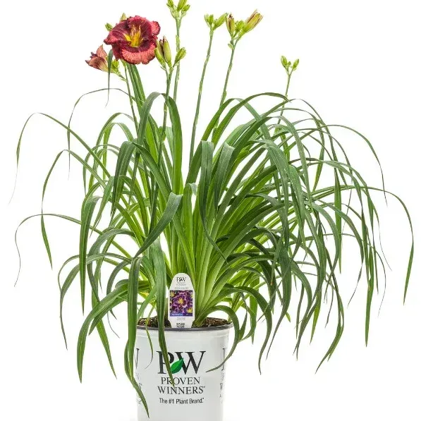 A potted plant with red flowers and green leaves