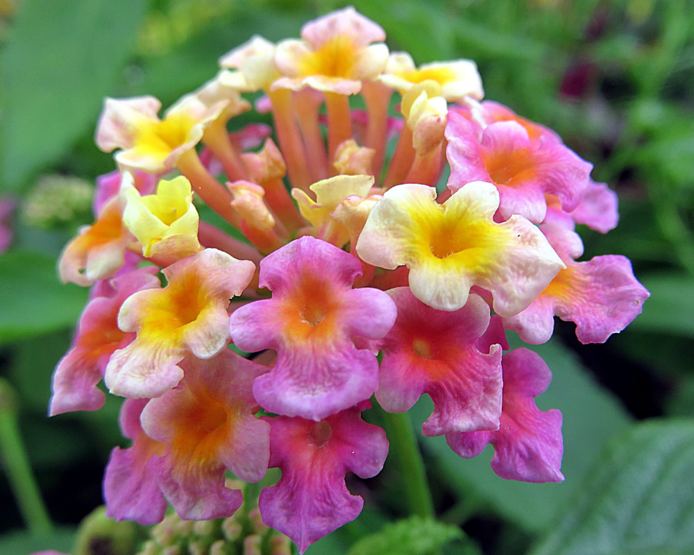 Lantana plant in a black pot with red, yellow, and orange flowers and green leaves.