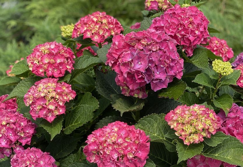 perennial nursery near me 