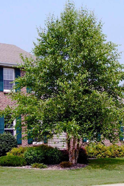 Betula Nigra 'Duraheat'