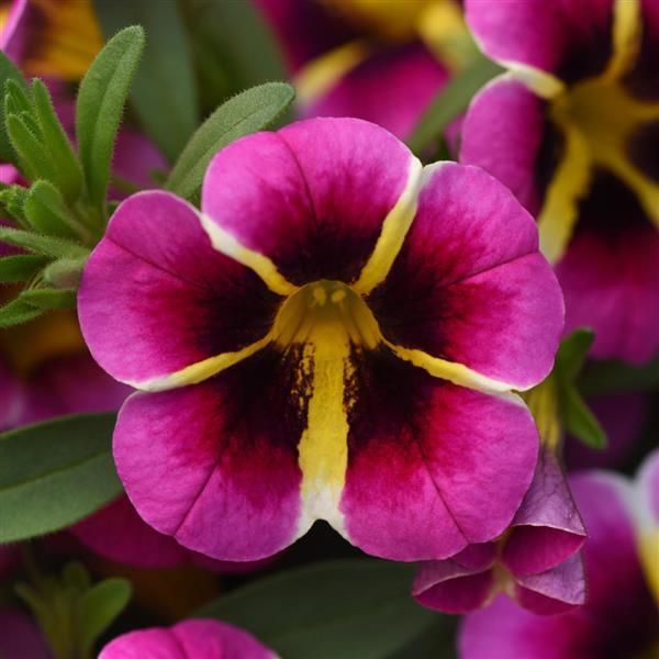 A vibrant pink flowering plant in a white pot.