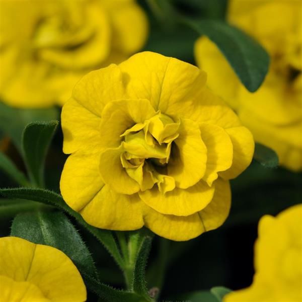 Yellow Superbells plant in a white pot with a