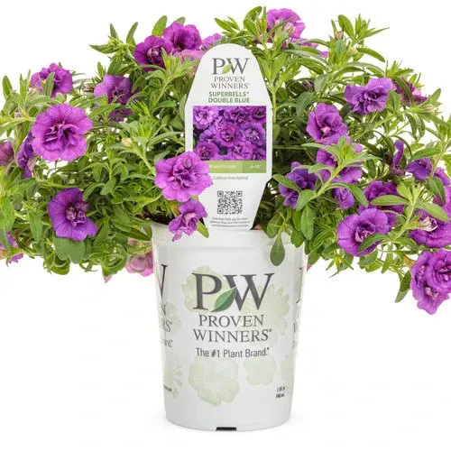 A potted plant with purple flowers and green leaves.